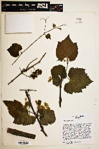 Vitis arizonica image