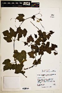 Vitis arizonica image