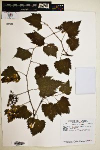 Vitis arizonica image