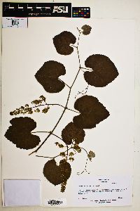 Vitis californica image