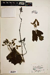 Vitis californica image