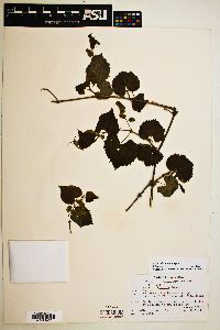 Vitis arizonica image