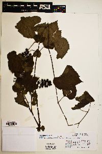 Vitis arizonica image