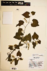 Vitis arizonica image