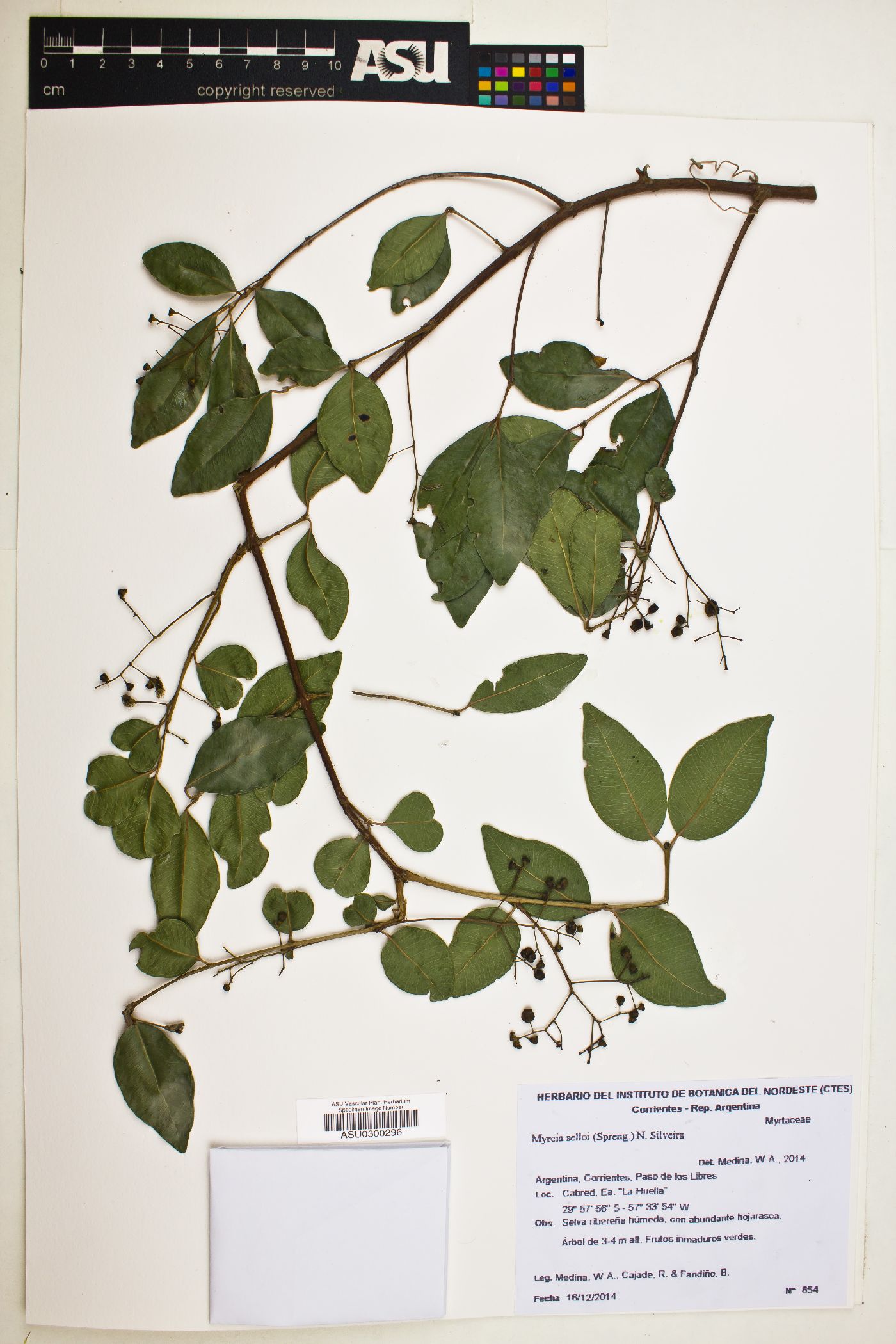 Myrcia selloi image