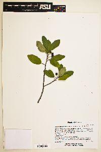 Frangula californica image