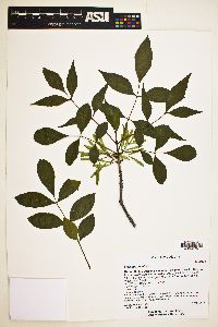 Fraxinus velutina image