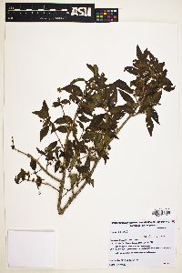 Eugenia uniflora image