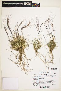 Aristida purpurea var. purpurea image