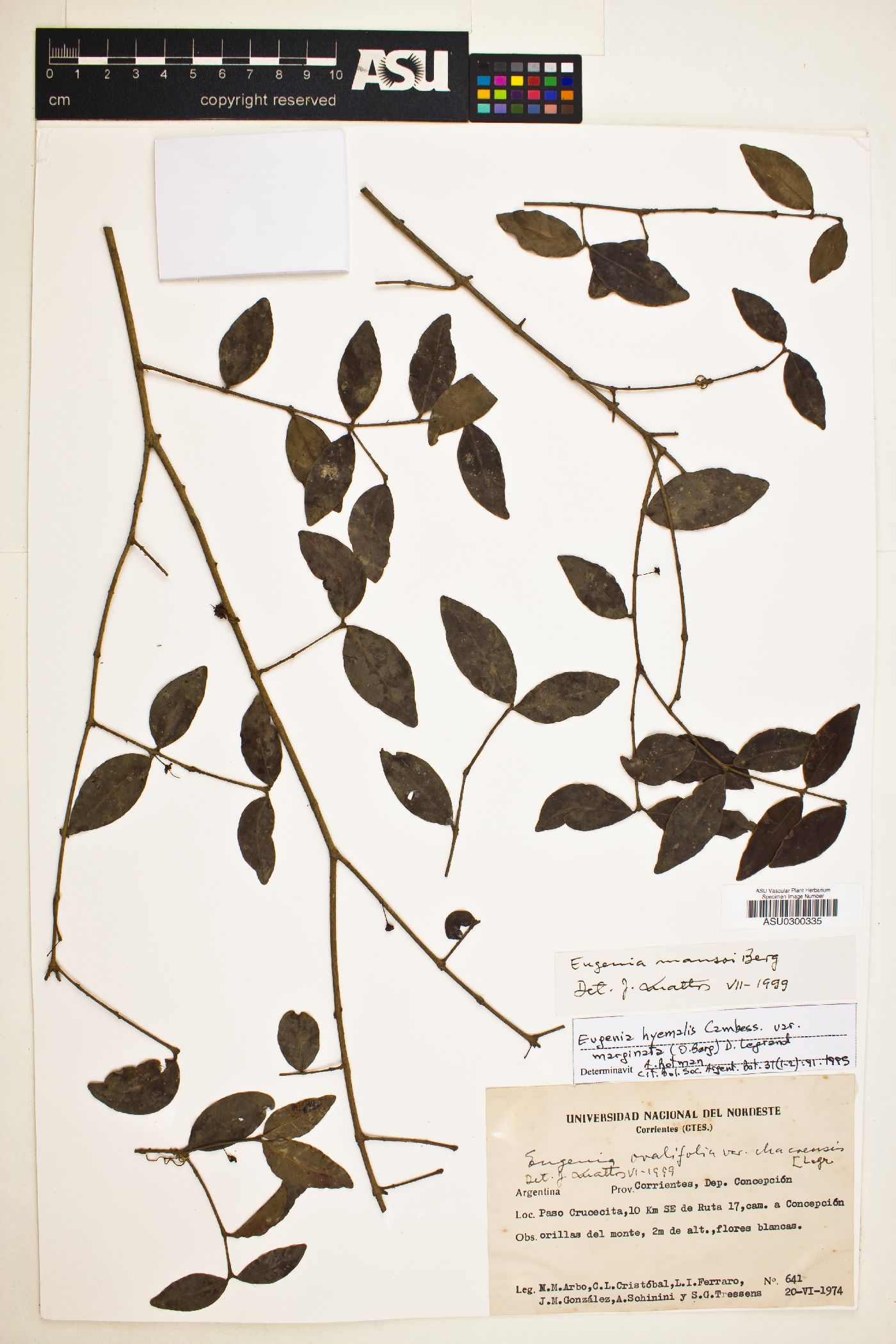 Eugenia mansoi image