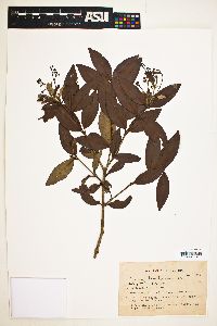 Myrcia bombycina image