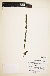 Synthyris plantaginea image