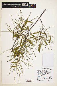 Acacia brachystachya image