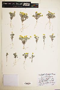 Eriophyllum wallacei image