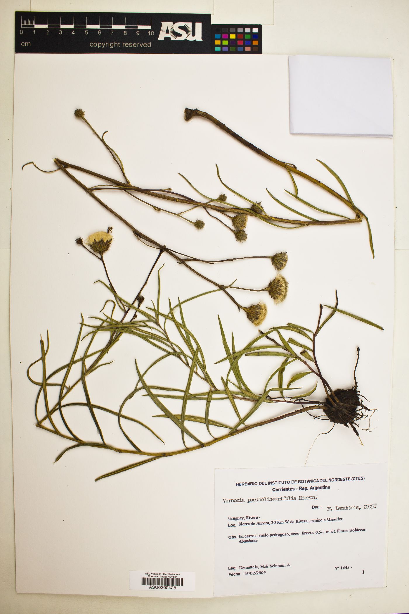 Vernonanthura pseudolinearifolia image
