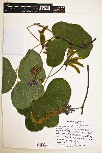 Pueraria montana image