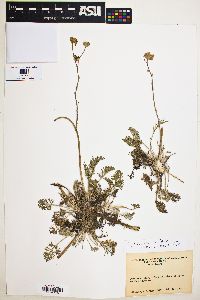 Hymenopappus filifolius image