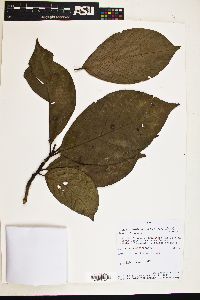 Campomanesia speciosa image