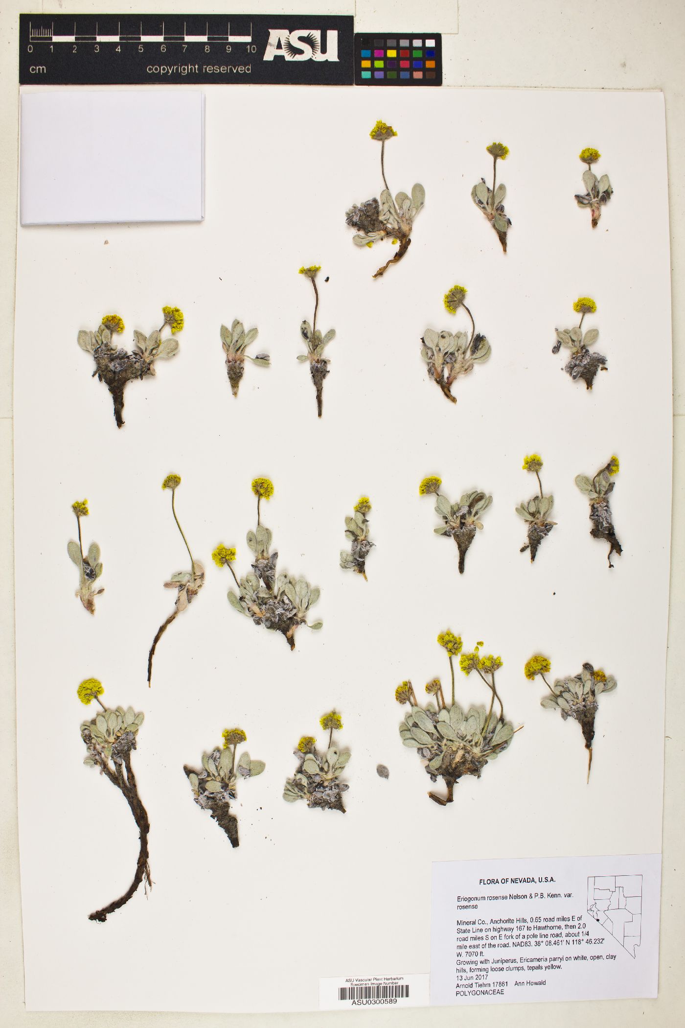 Eriogonum rosense var. rosense image