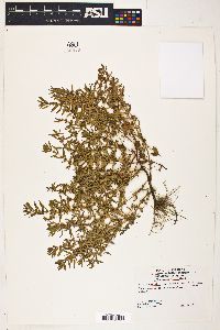 Rotala ramosior image