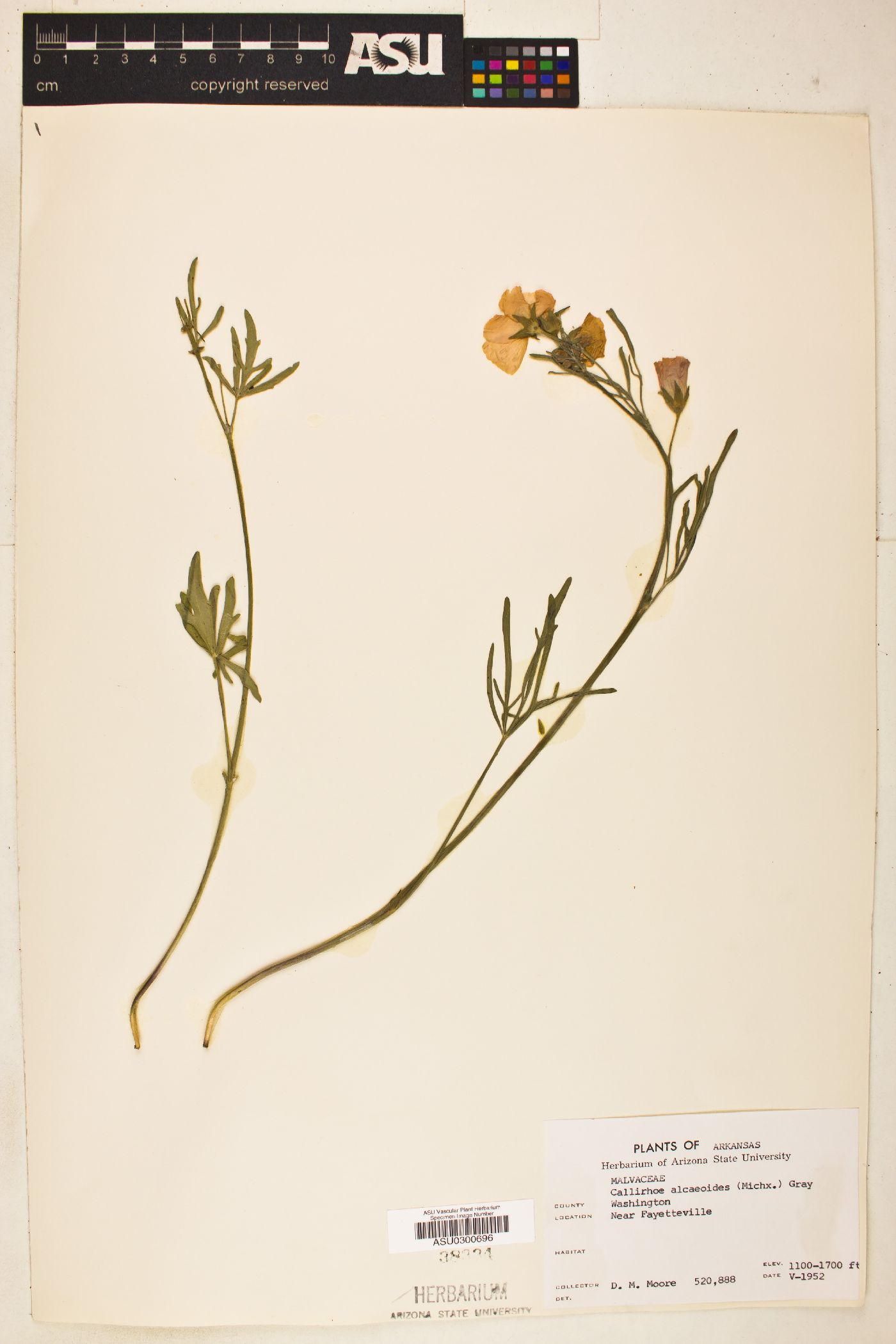 Callirhoe alcaeoides image