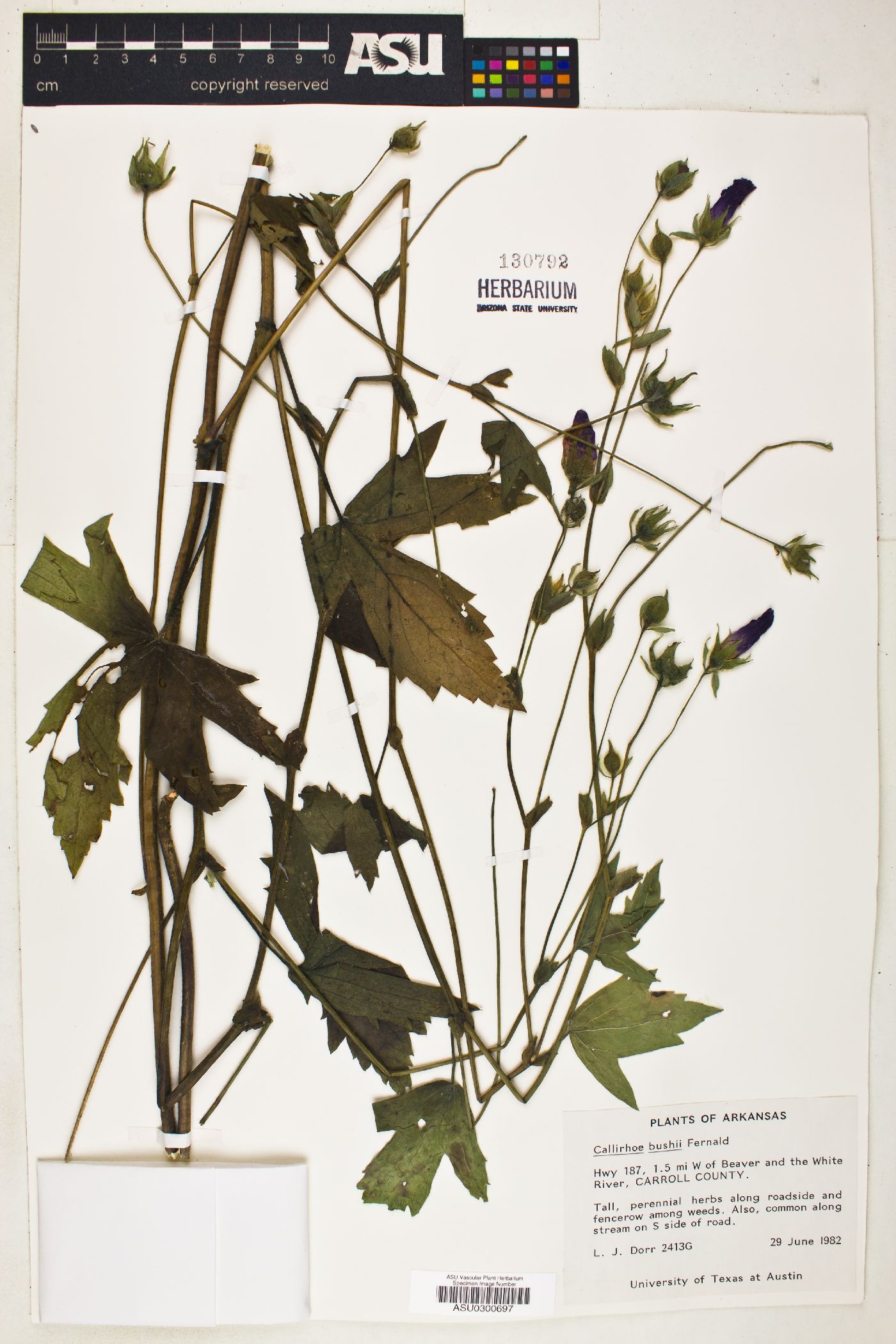 Callirhoe bushii image