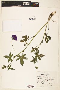 Callirhoe bushii image