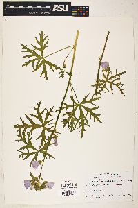 Callirhoe involucrata image