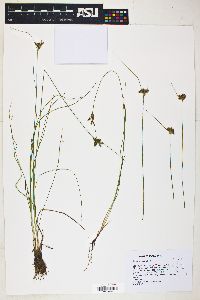 Juncus confusus image