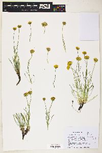 Image of Erigeron linearis