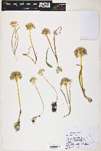 Image of Allium lemmonii