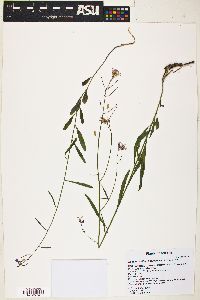 Hesperidanthus linearifolius image