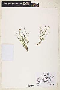 Image of Stephanomeria runcinata