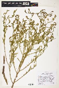 Cordylanthus parviflorus image