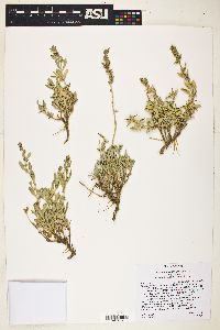 Atriplex gardneri image