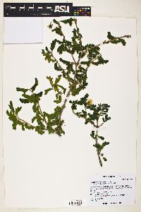 Guaiacum coulteri image