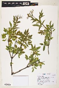 Sambucus nigra image