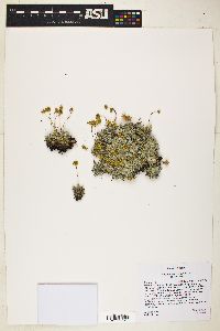 Eriogonum caespitosum image