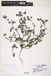 Phacelia gentryi image