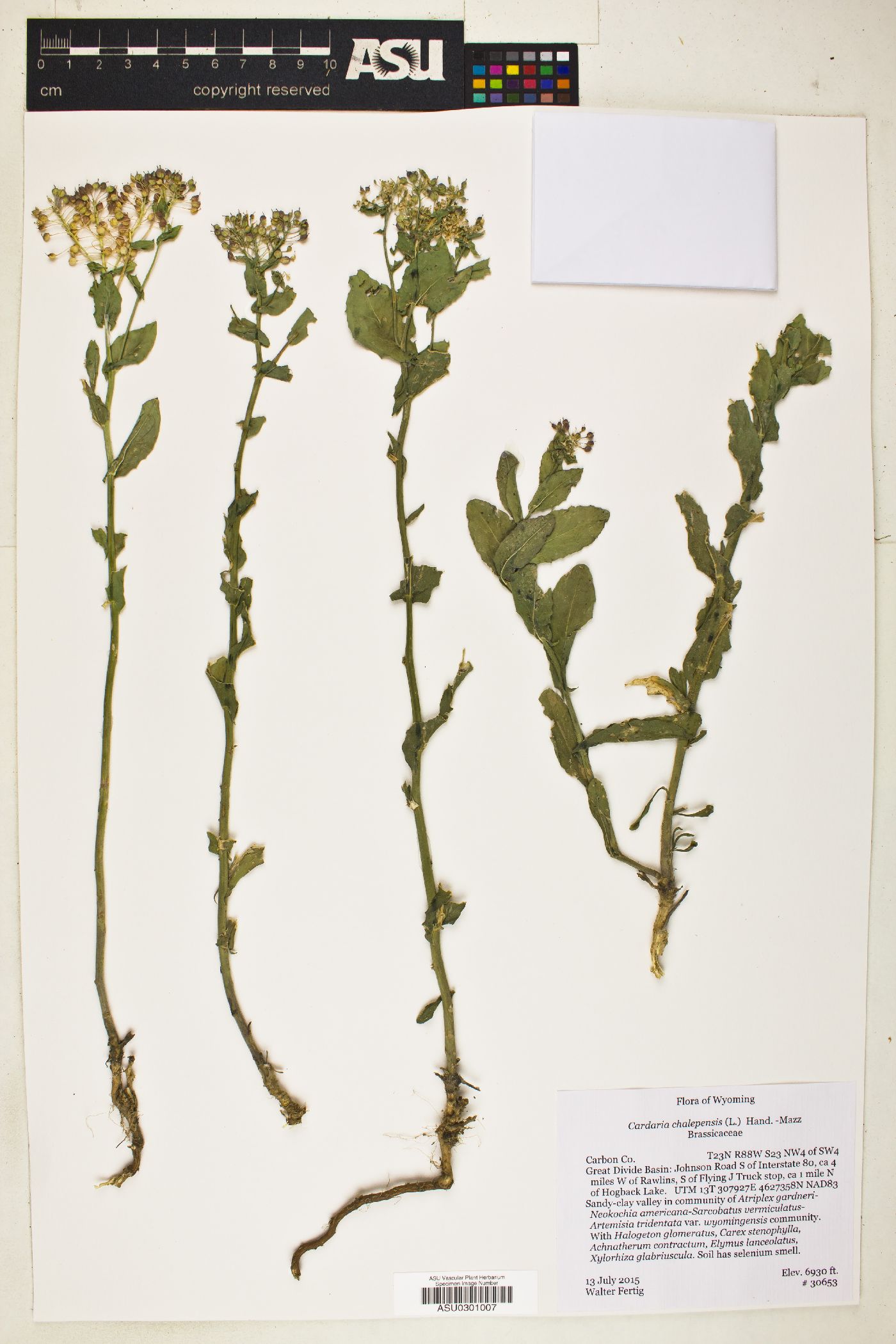 Lepidium chalepense image