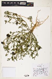 Solanum triflorum image