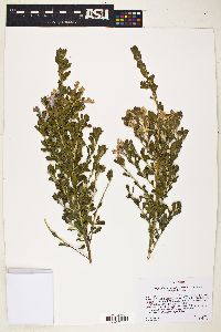 Leucophyllum frutescens image