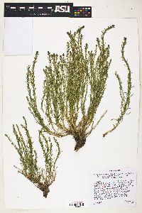 Neokochia americana image