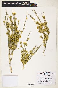 Ephedra torreyana image