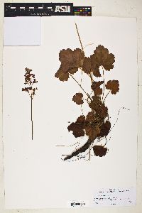 Heuchera sanguinea image