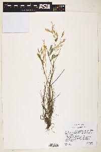 Bromus commutatus image