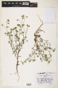 Cryptantha pterocarya image