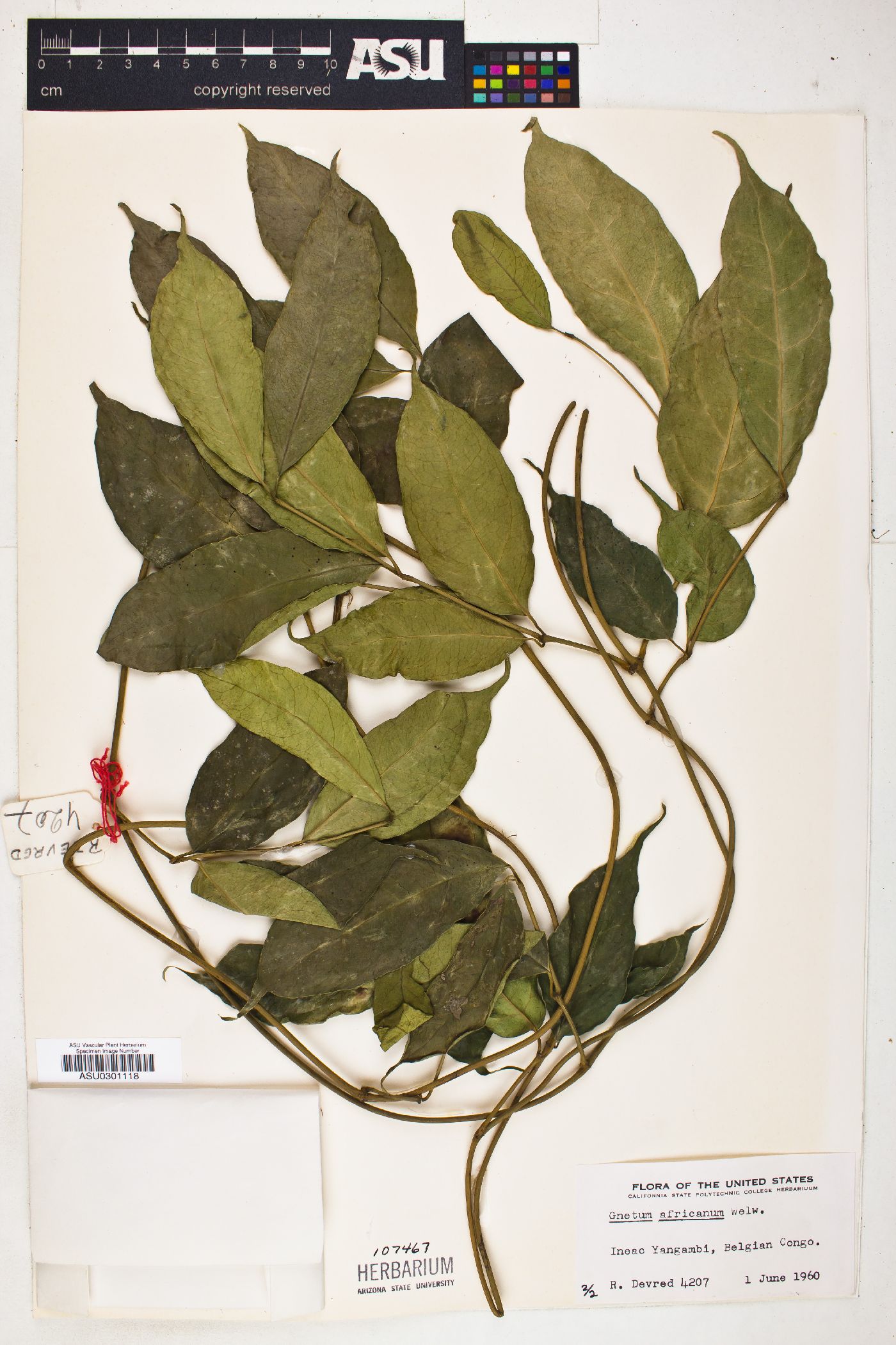 Gnetum africanum image