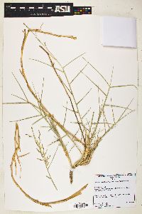 Kalinia obtusiflora image