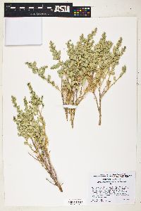 Atriplex confertifolia image